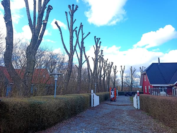 Caspers Træservice opgave 2