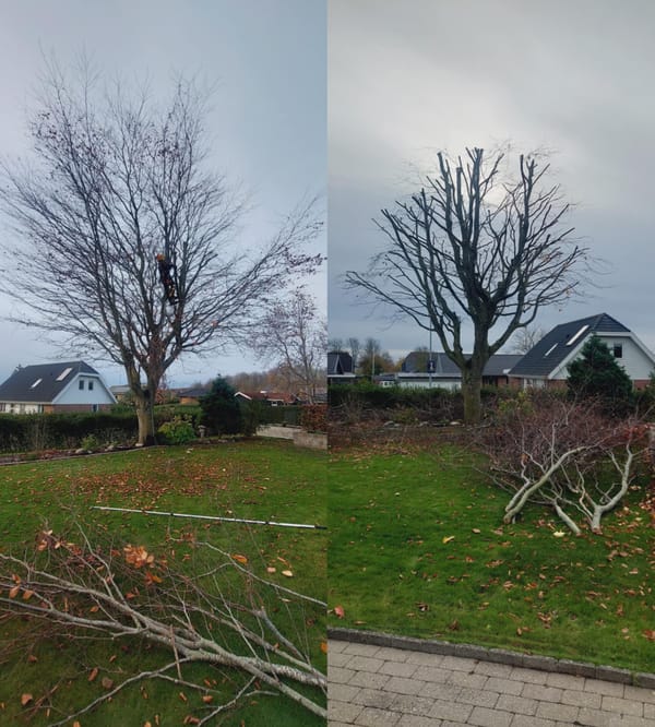 Caspers Træservice opgave 8
