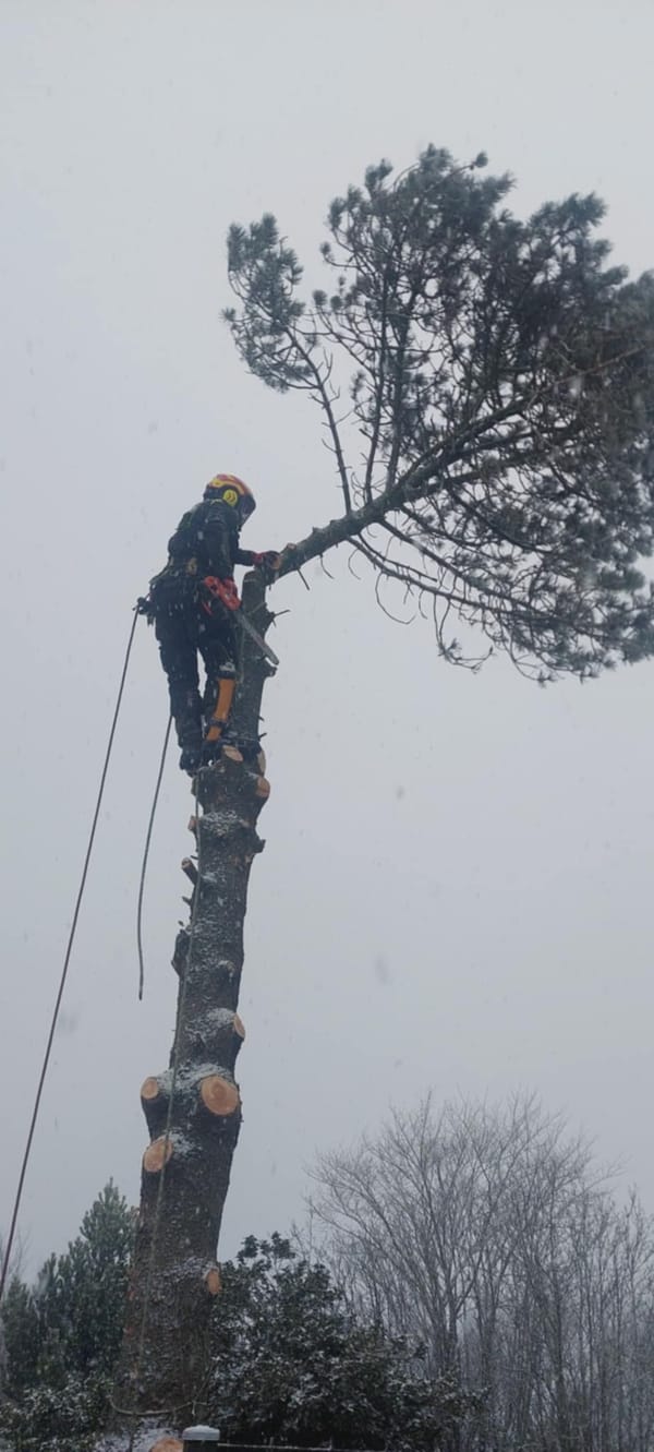 Caspers Træservice opgave 6