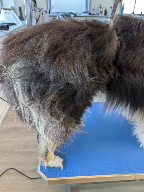 Langhåret hund med filtret pels på bagpartiet før behandling