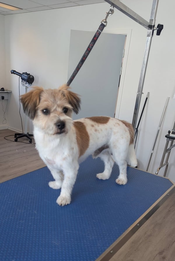 Lille hund efter klip med flot form og ren pels på trimmebordet