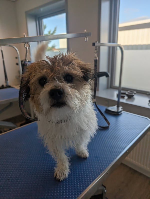 Lille hund før klip med lang pjusket pels på trimmebordet