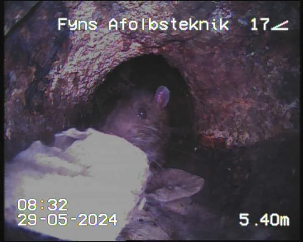 Rottespærre og Rottesikring foto 4