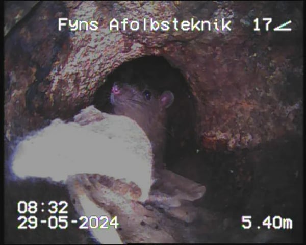 Rottespærre og Rottesikring foto 5
