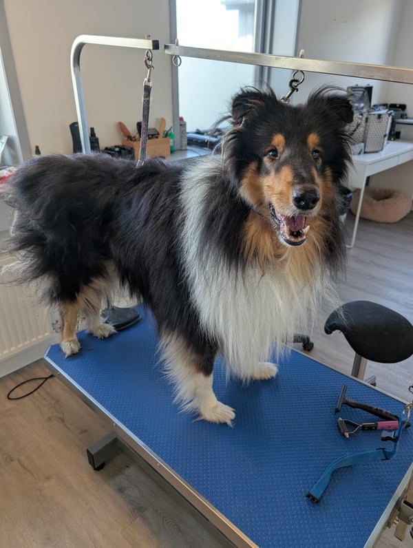 Langhåret collie på trimmebord med strigler og børster