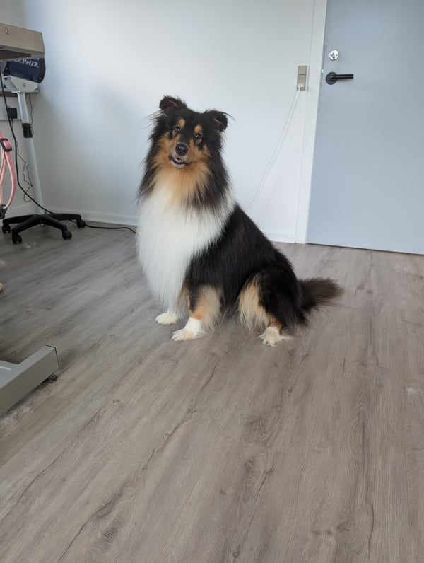 Shetland Sheepdog der sidder roligt på salonens gulv