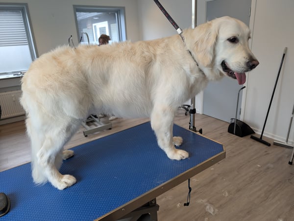 Lys Golden Retriever på det blå trimmebord i salonen