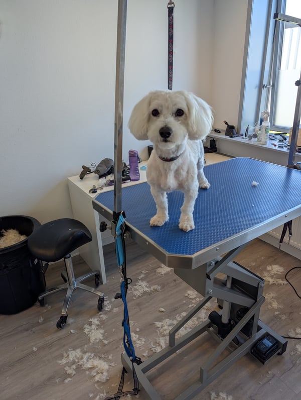 Lille nyklippet hund på hæve-sænkebord i salonen