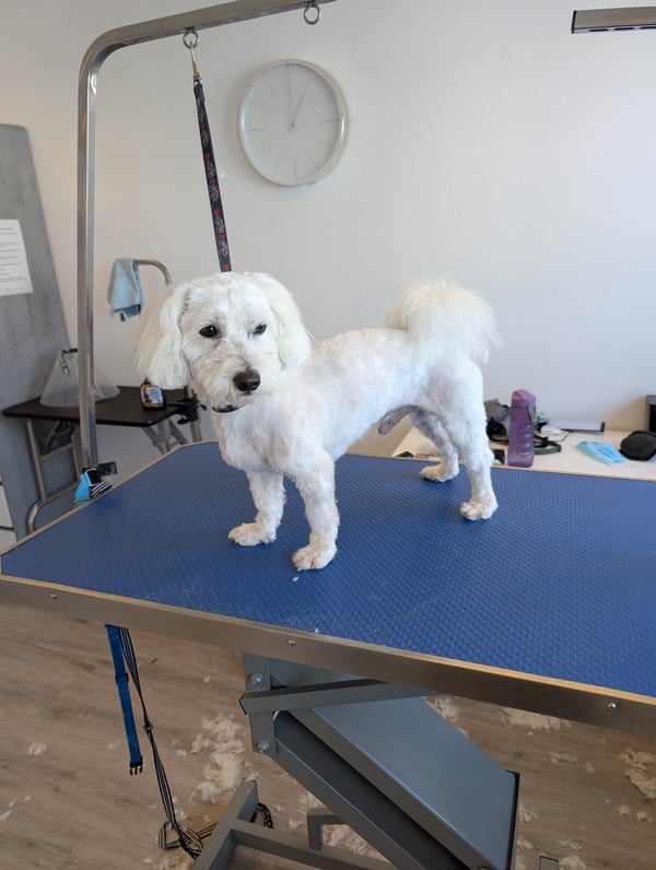 Lille nyklippet hvid hund på det blå trimmebord