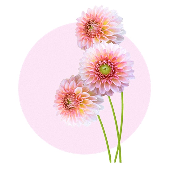 Pluk-selv-blomster