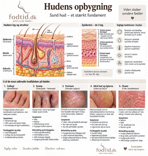 Hudens opbygning