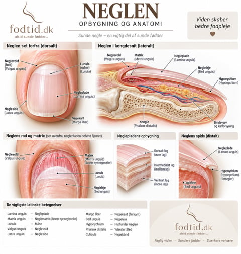 Neglen – opbygning og anatomi
