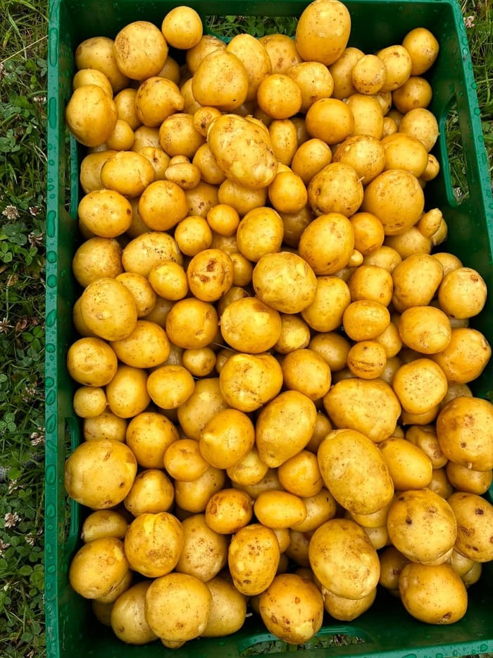Sommerens lunede kartoffelsalat med friskhøstede urter