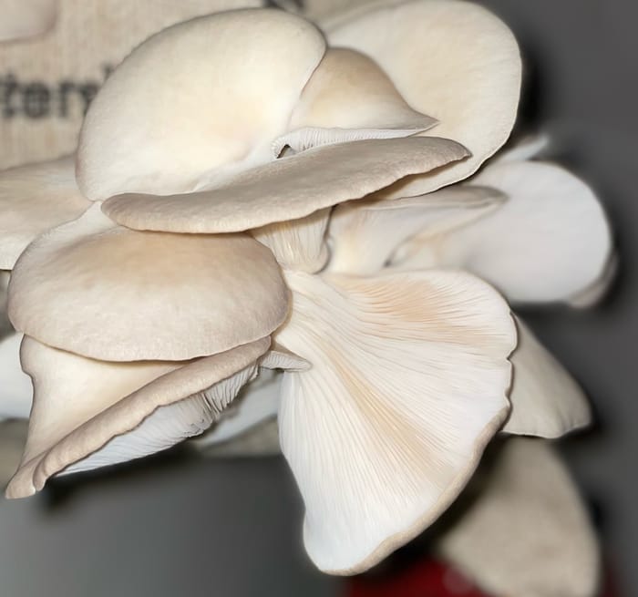 Smørstegte østershatte på surdejsbrød med timian