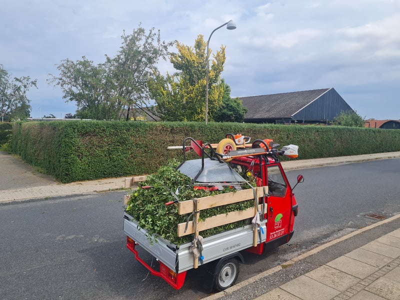 Fældning af thujatræer læsset på Tuktuk
