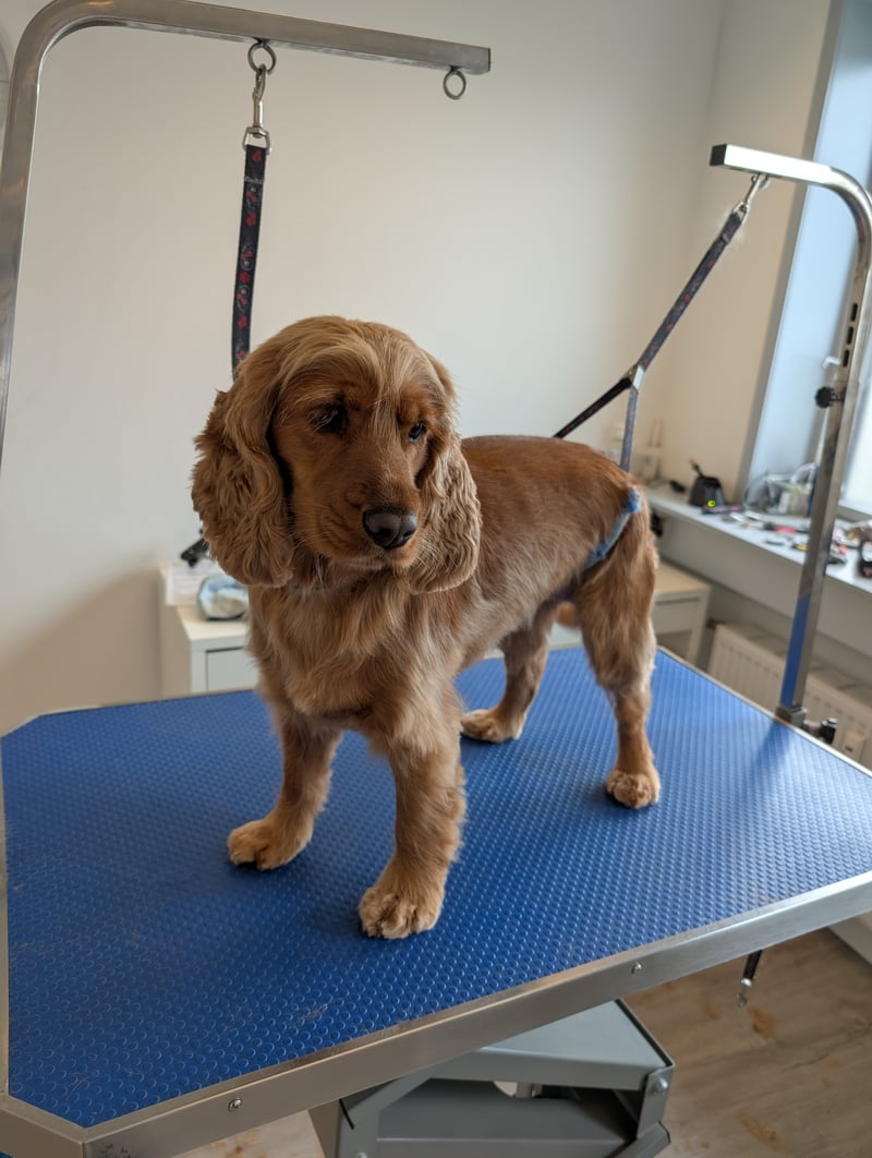 Ung cocker spaniel hvalp stående trygt på klippebordet i salonen hos Hundens Pels og Pleje