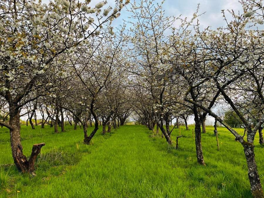 Første bladskud og blomsterknopper