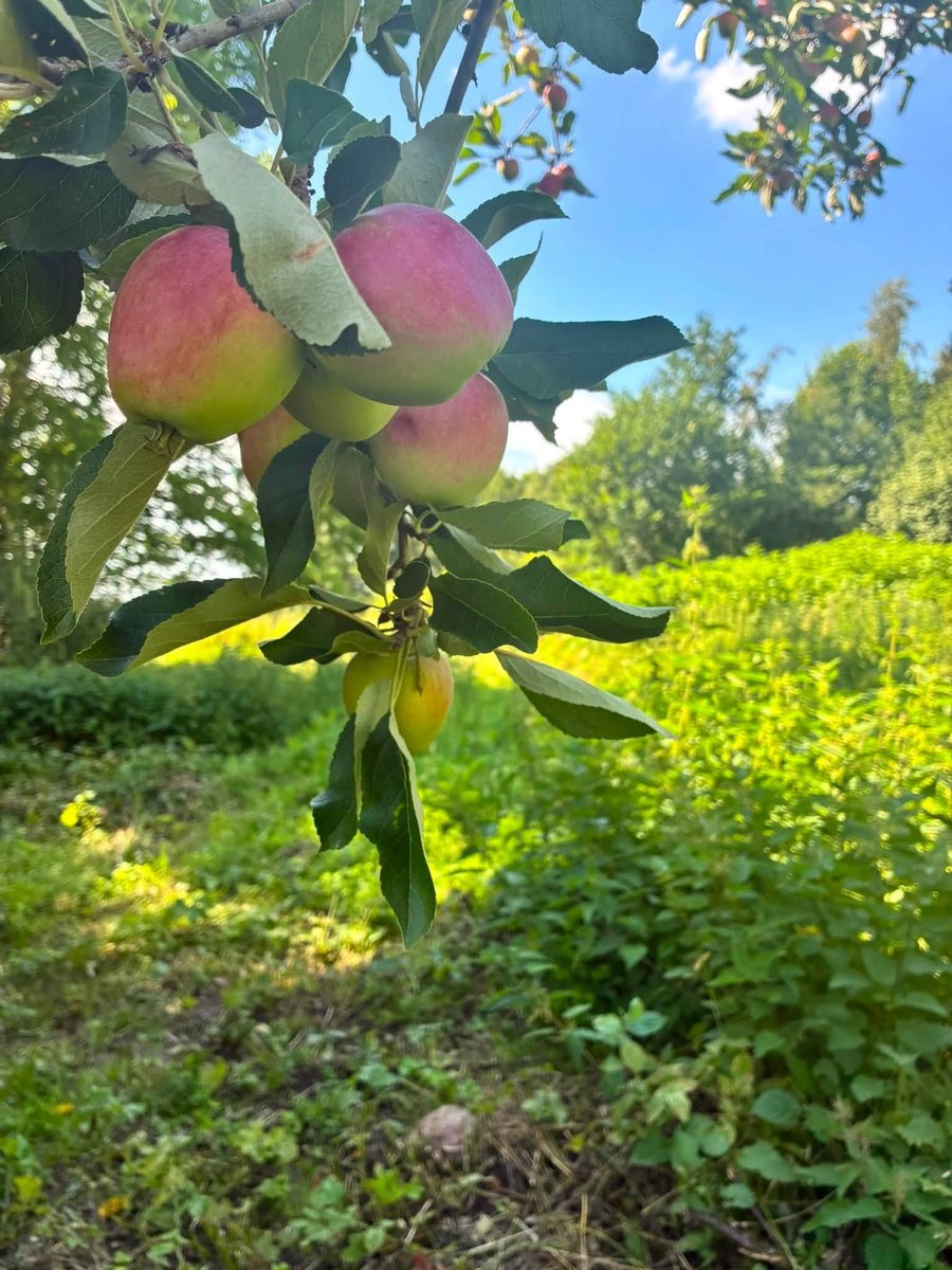 Plantningsdag på Groglæde